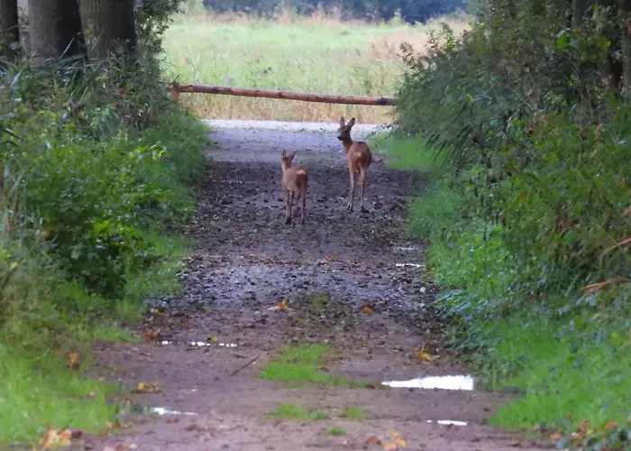Panzió De Blauwververij