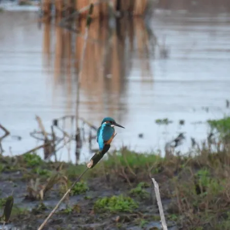 De Blauwververij